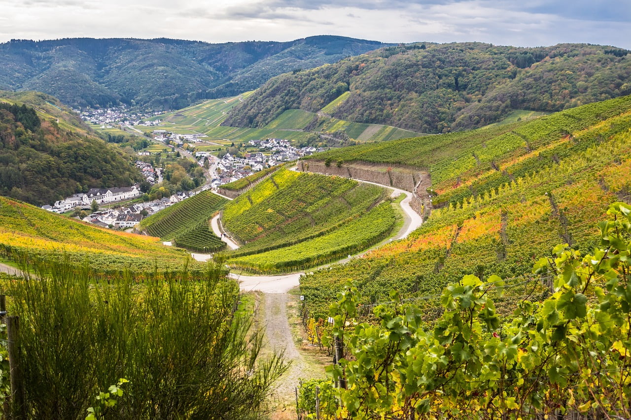 Rotwein Wein Weisswein Deutschland Riesling Dornfelder