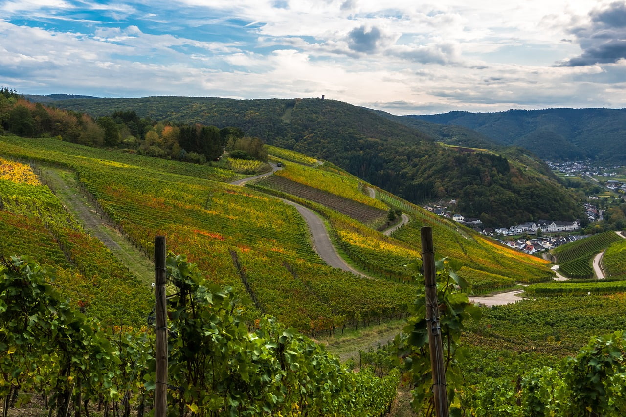 Rotwein Weine Weißwein Deutschland Riesling Dornfelder