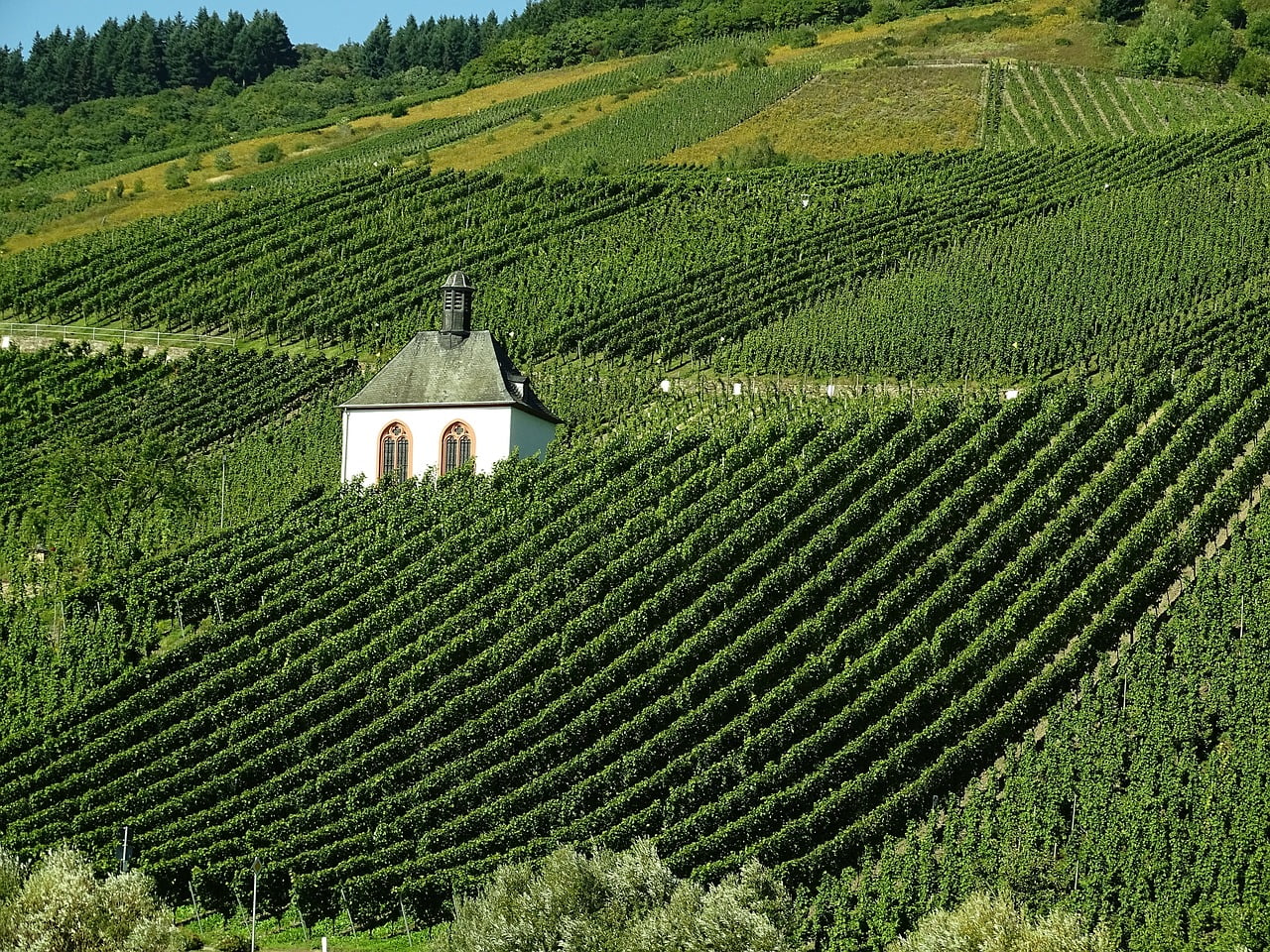 Rotwein Wein Weißwein Deutschland Mosel Riesling