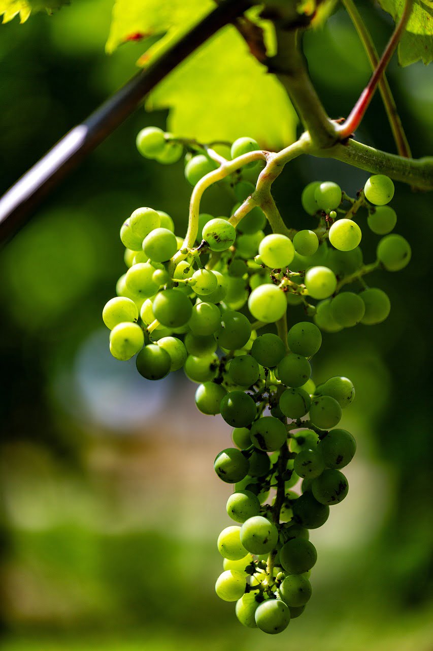 Rotwein Wein Weißwein Deutschland Mosel Riesling