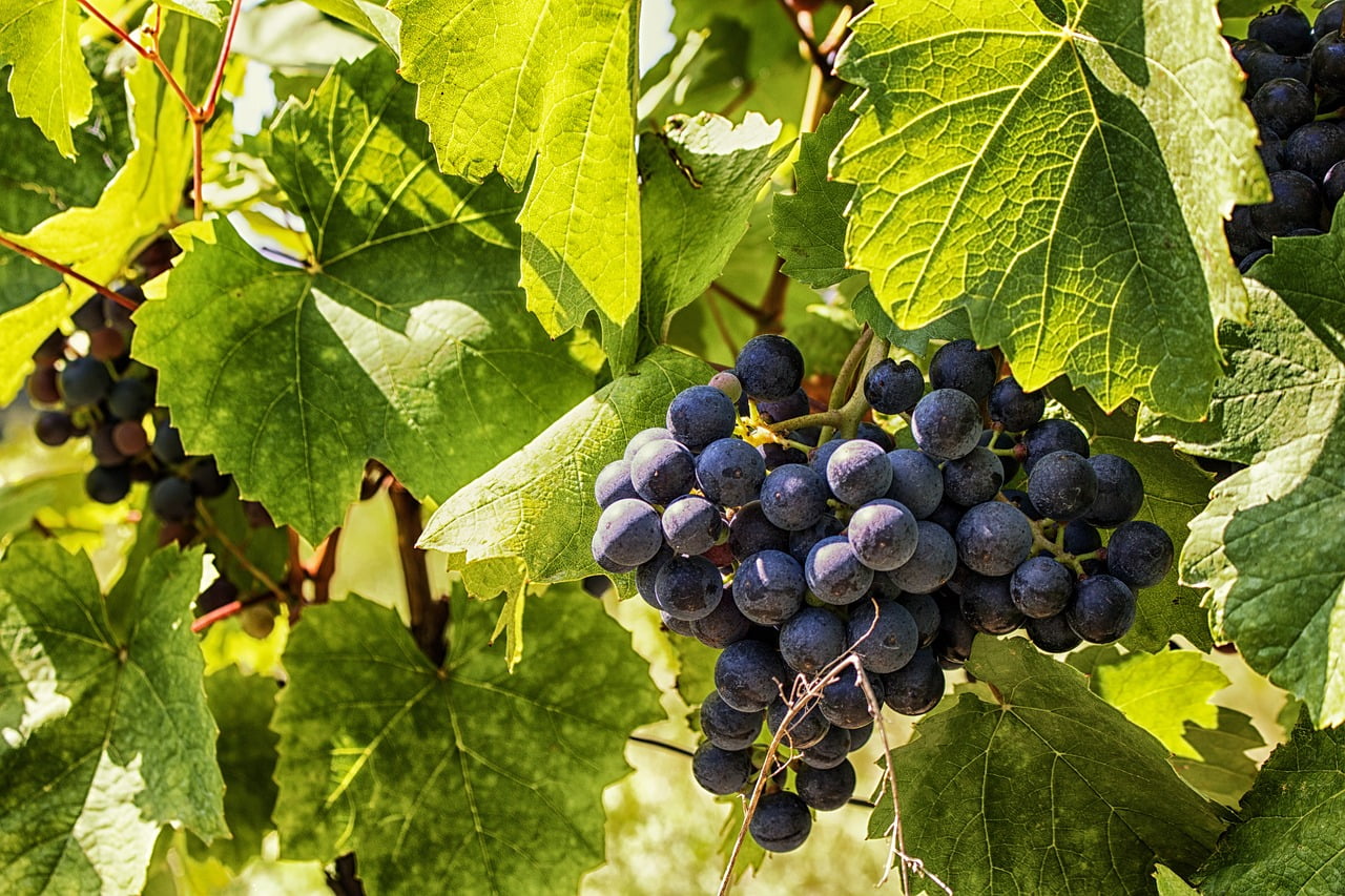 Rotwein Wein Weißwein Deutschland Mosel Riesling