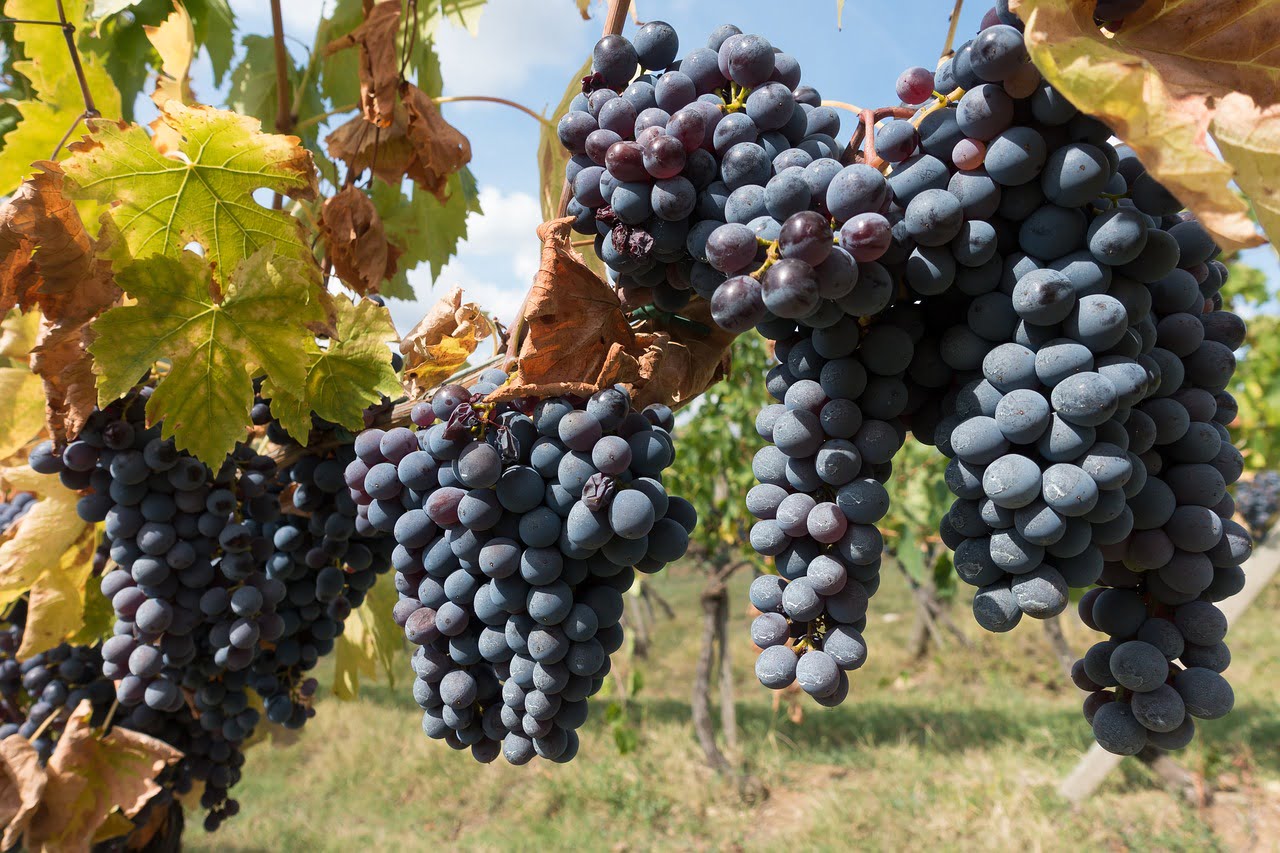 Rotwein Wein Weisswein Italien Chianti Barolo