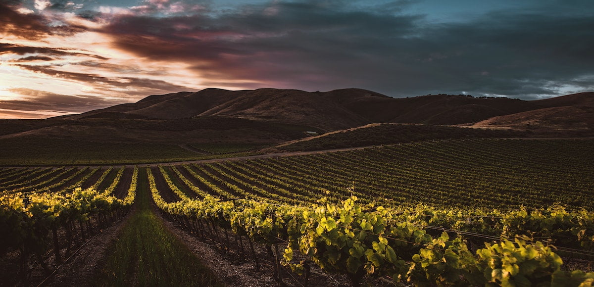 Rotwein Wein Weißwein Spanien Tempranillo Rioja