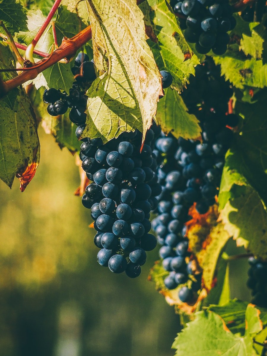 Rotwein Wein Weißwein Spanien Tempranillo Rioja