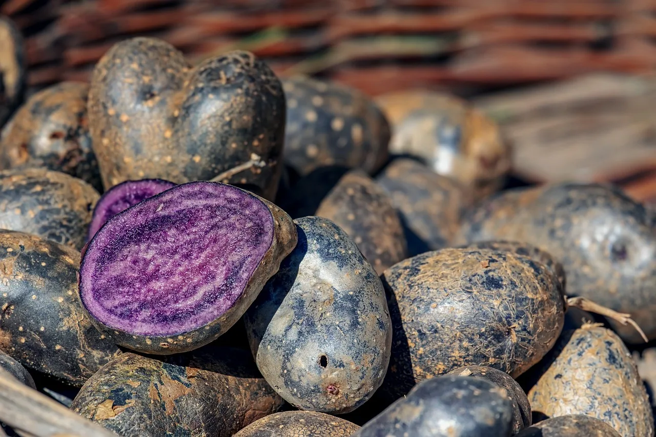 Feinkost Delikatessen Spezialitäten Rotwein Weißwein Wein