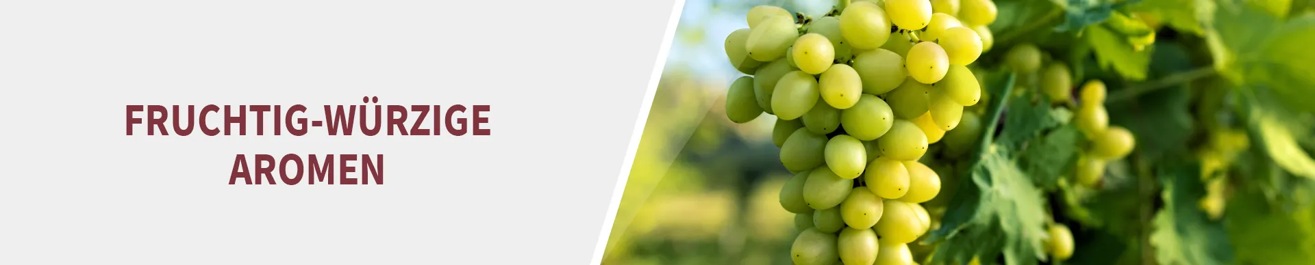 Weintraube Weintraube