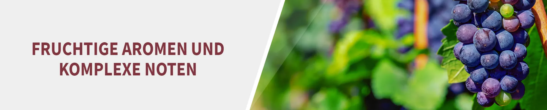 Garnacha Trauben Garnacha Trauben