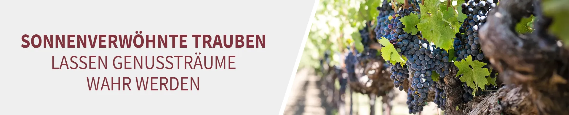 sonnenverwöhnte Trauben sonnenverwöhnte Trauben