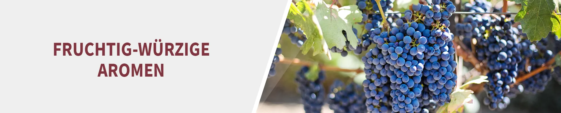 Spätburgunder Trauben Spätburgunder Trauben