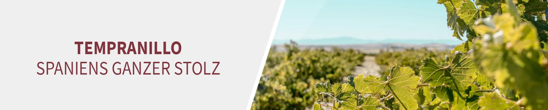 Tempranillo - Spaniens beliebtester Wein Tempranillo - Spaniens beliebtester Wein