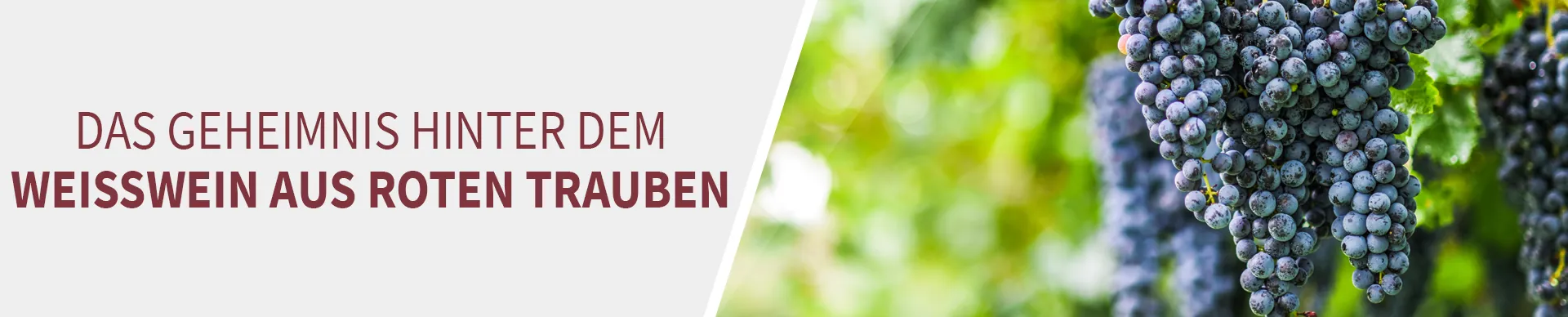 roten Trauben roten Trauben