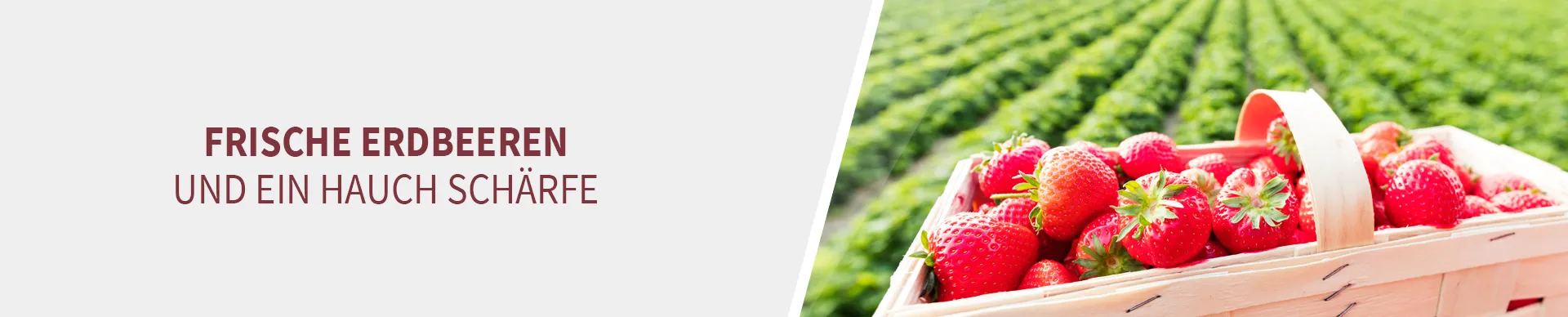 Erdbeeren Erdbeeren